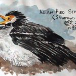 Asian Pied Starling (Sturnus contra)