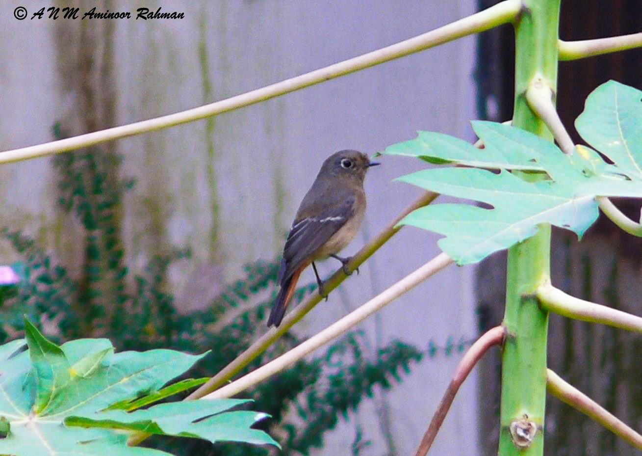 নীল-কপালি লালগির্দি