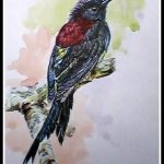 Black Throated Sunbird