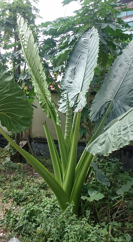 Elephant Ear Taro1