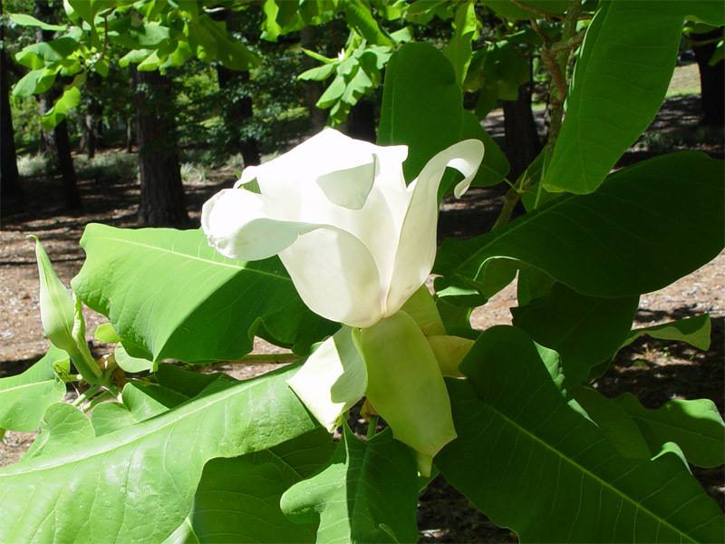 Magnolia macrophylla subsp. ashei