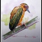 White Browed Piculet