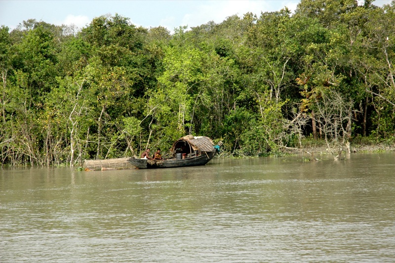 Sundarbans still not safe haven for Dolphins 