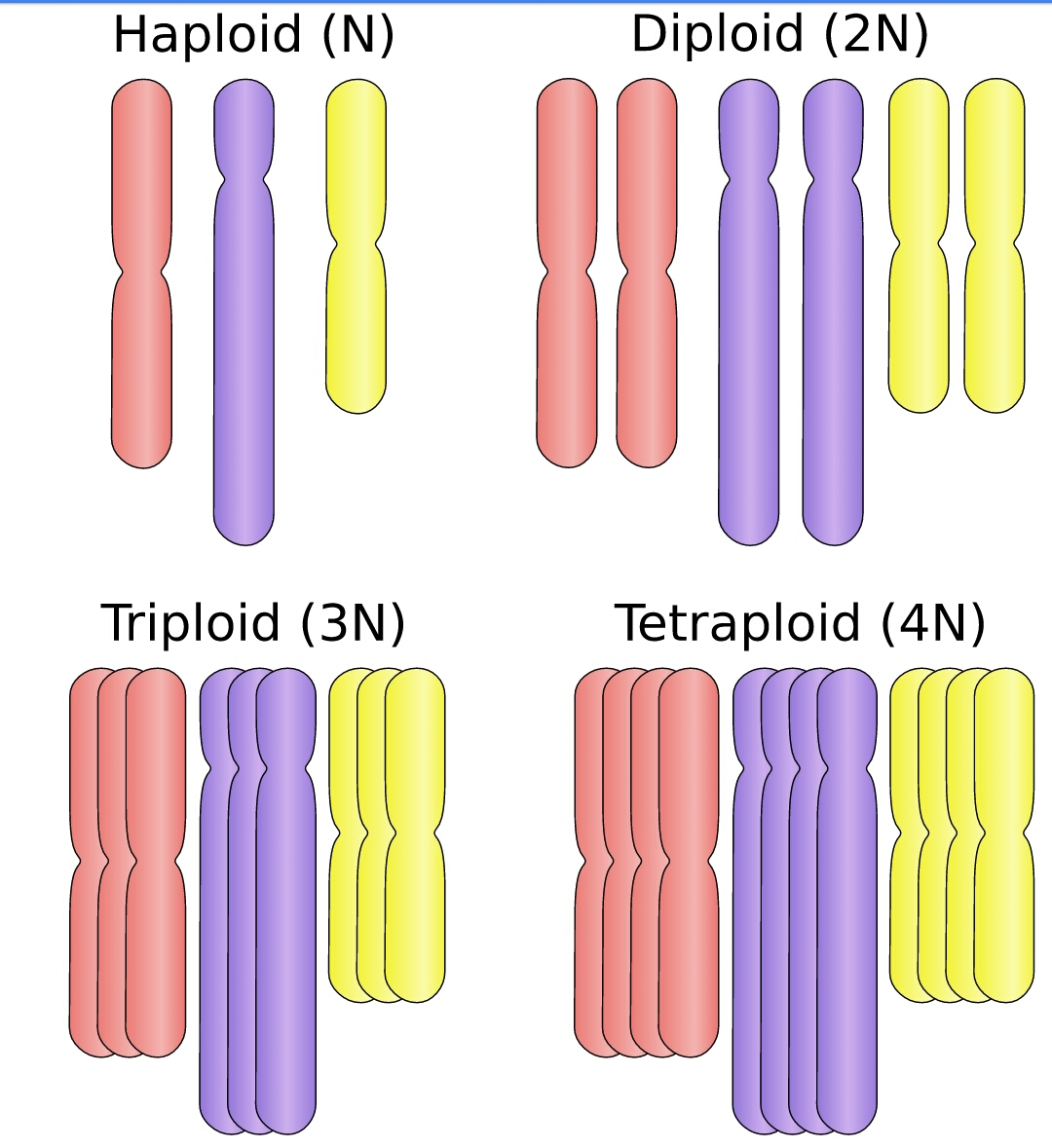 এই ছবিতে ক্রোমোজমের Haploid(single), Diploid(double),Triploid(triple) ও Tetraploid(quadruple) সেট দেখানো হয়েছে। Triploid ও Tetraploid ক্রোমোজোমই হলো পলিপ্লয়েডের উদাহরন।
