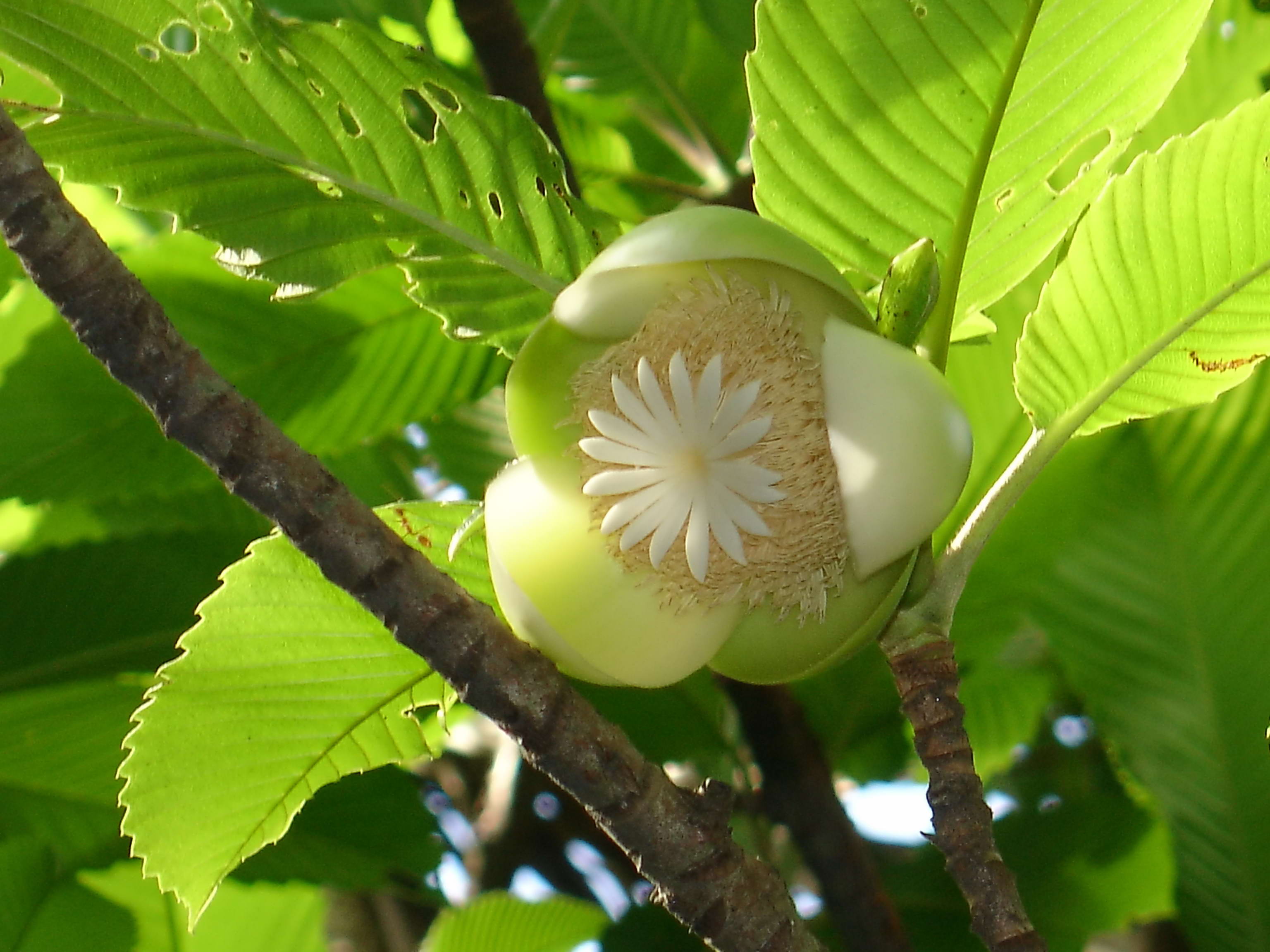 Elephant apple. Дилления индийская. Dillenia Indica, Дилления индийская, Чалта.. Дилления индийская слоновое яблоко. Чалта фрукт.