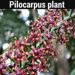 Pilocarpus plant