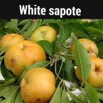 White sapote