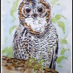 Mottled Wood Owl